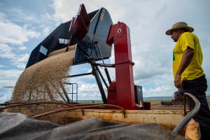 Exportação de feijão na TCP cresce 113% e atinge nova máxima histórica