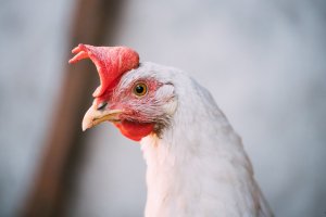 Exportações de carne de frango crescem em volume e receita em outubro