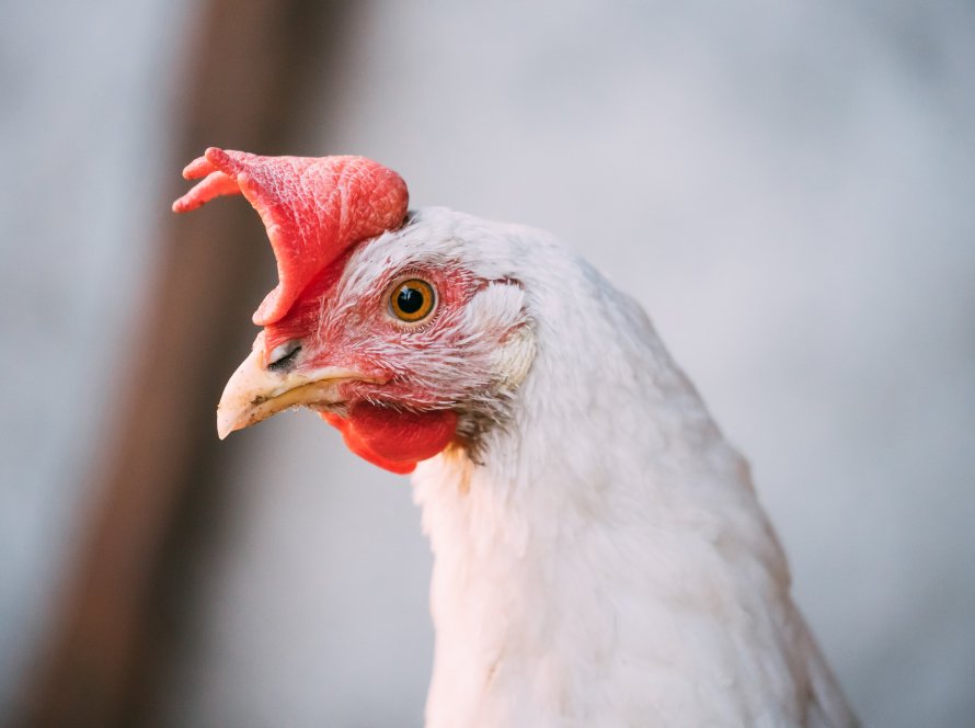 Exportações de carne de frango crescem em volume e receita em outubro