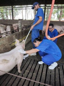 Goiás possui 19 granjas que fornecem reprodutores suínos certificados para todo o Brasil