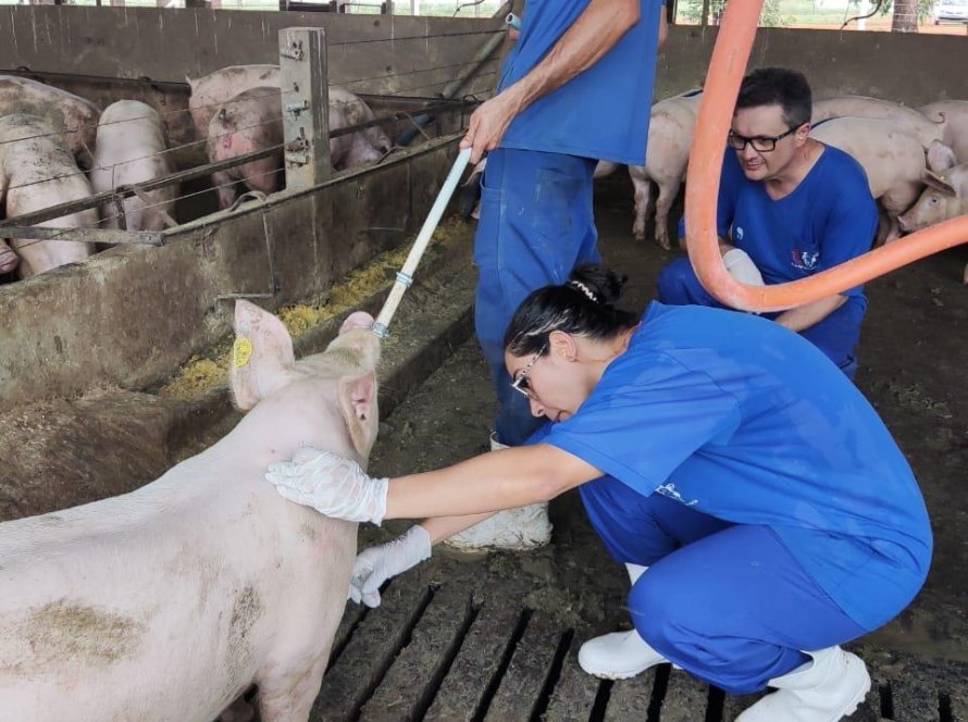 Goiás possui 19 granjas que fornecem reprodutores suínos certificados para todo o Brasil