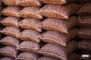 Indústria gaúcha de pecan está próxima de exportar para a China