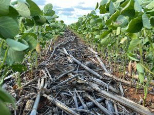 Plantio tardio toma ritmo acelerado no Mato Grosso e abre cenário favorável para a janela da segunda safra