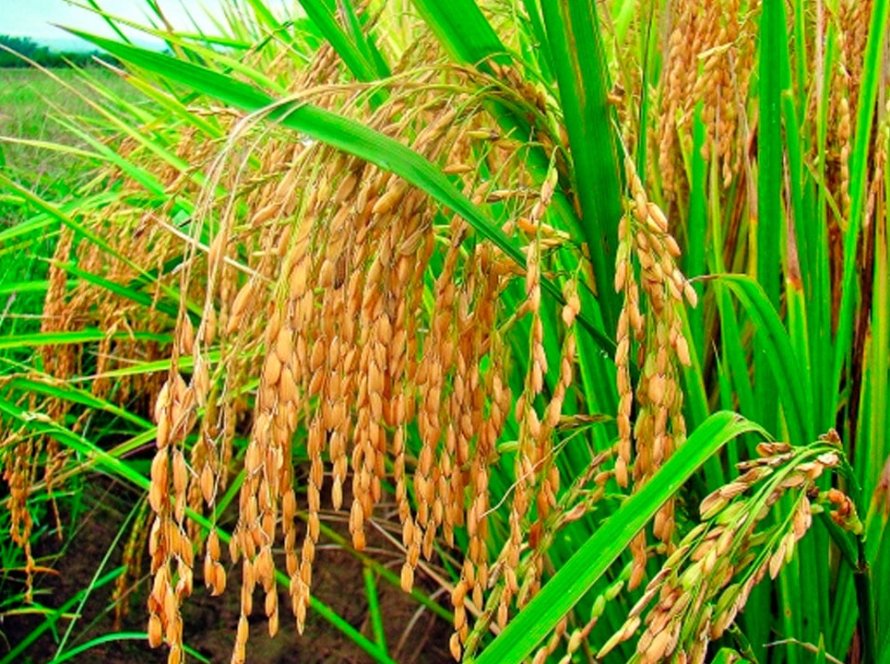 Produção de arroz de verão da Índia deve atingir recorde de 120 mi t