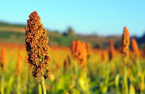 Safra de sorgo 2024/25 começa a ser plantada em todo país; grão está presente na alimentação humana e animal e no biocombustível