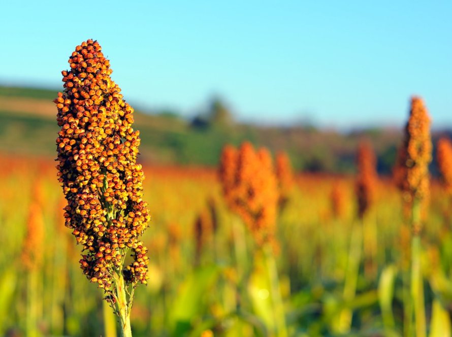 Safra de sorgo 2024/25 começa a ser plantada em todo país; grão está presente na alimentação humana e animal e no biocombustível