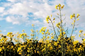 Strategie Grains vê recuperação nas safras de canola e girassol da UE no próximo ano