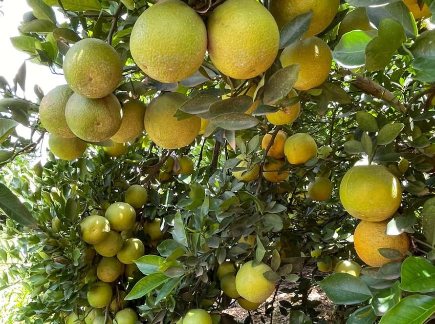 Agrodefesa realiza levantamento fitossanitário anual de Cancro Cítrico e HLB em pomares e viveiros comerciais de Goiás