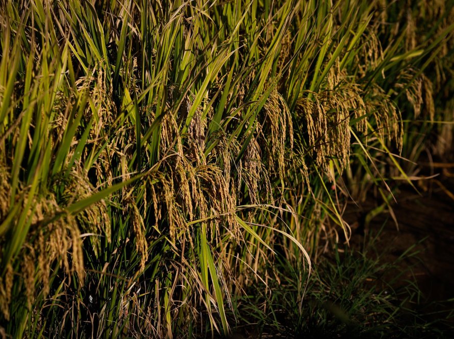 Federarroz alerta para possível redução de área plantada e impacto das chuvas na produção total