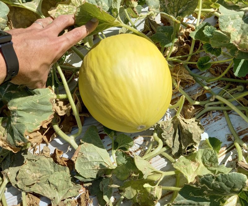 Fruticultura do Nordeste avança: irrigação por gotejamento cresce 50% e exportações sobem 5%