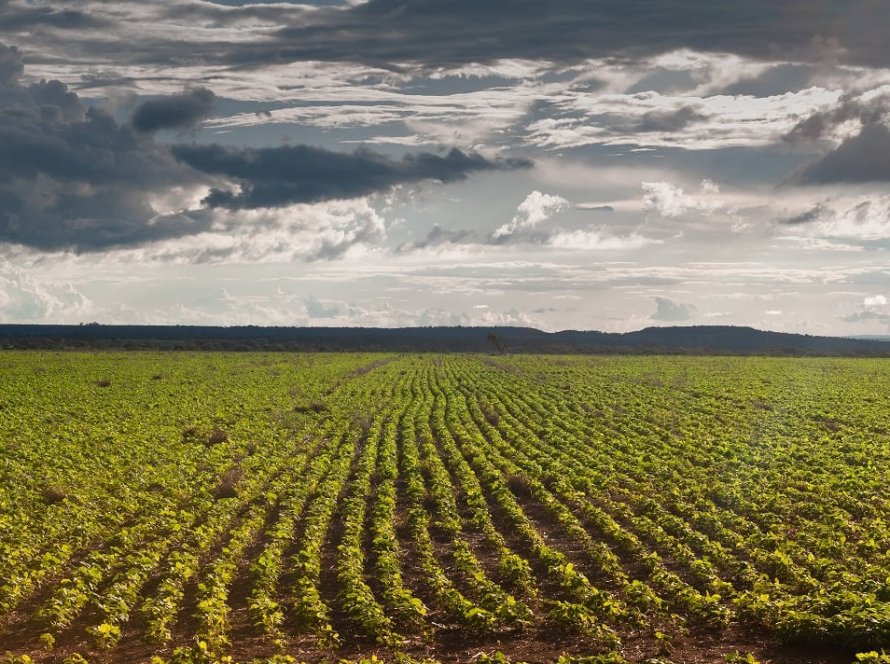 Produtor rural tem até 02 de janeiro de 2025 para efetuar a semeadura da soja em Goiás