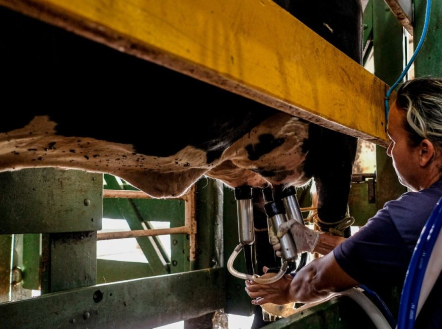 Programa de melhoramento genético do rebanho leiteiro já alcançou mais de 2 mil produtores no Mato Grosso