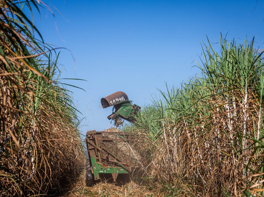 Safras & Mercado amplia estimativa de recuperação da safra de cana-de-açúcar