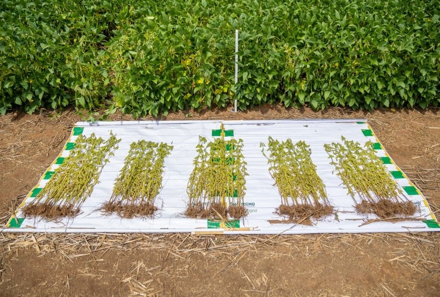 Aprosoja MT divulga material orientativo sobre o controle de plantas daninhas na lavoura em Mato Grosso