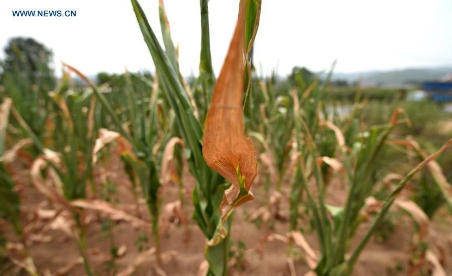 Chuva traz alívio aos campos de grãos castigados pela estiagem na China