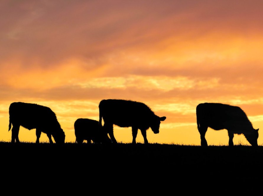 Faturamento do agro em 2024 cresce no Rio de Janeiro, Amazonas e Acre