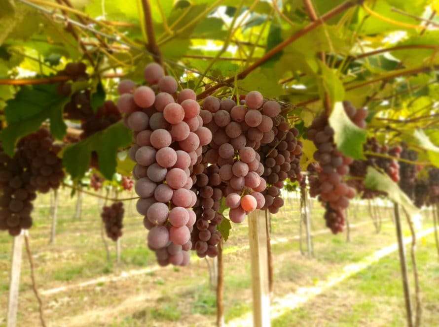 Levantamento da Emater/RS-Ascar indica safra de uva acima do “normal” na Serra Gaúcha