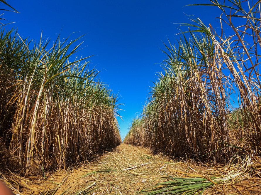 Mesmo com custos mais elevados, condição climática positiva traz otimismo para safra 2025/26 de cana-de-açúcar do Brasil