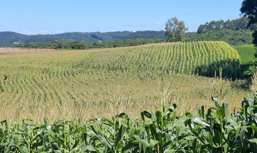 Milho está em plena colheita e atinge 16% da área total plantada