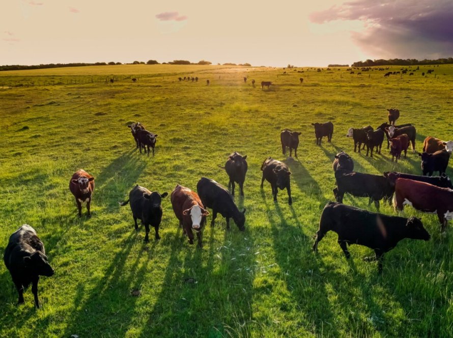 Pará fecha o top 10 dos maiores faturamentos do agro em 2024