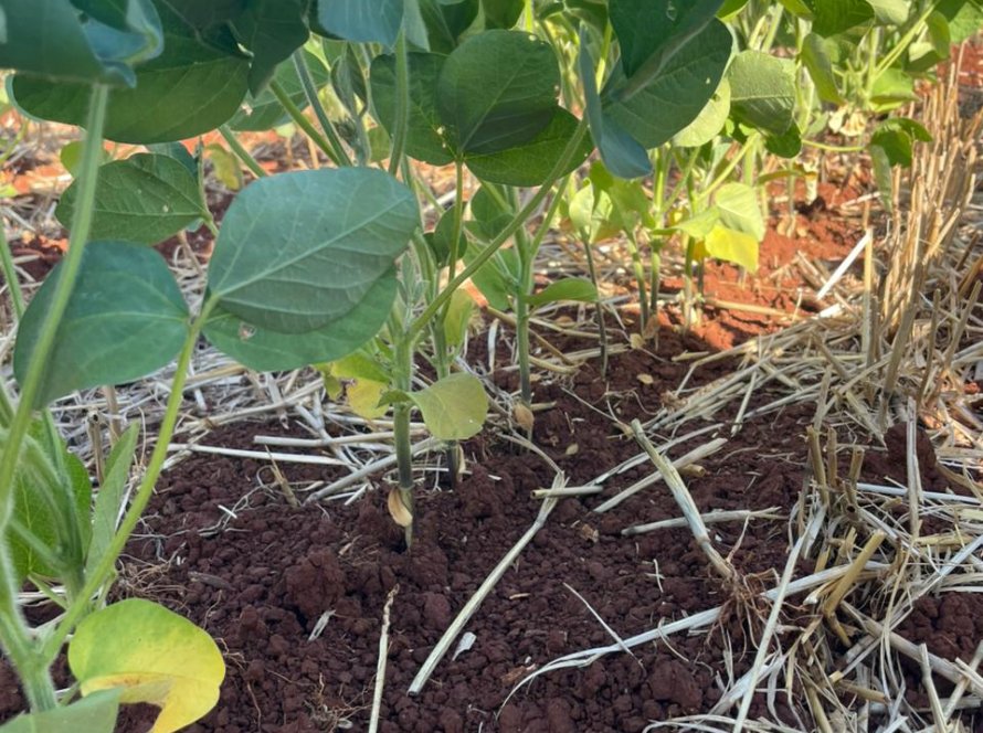 Período de seca coloca produtores de soja do sul do Brasil em alerta enquanto chuvas castigam regiões centrais