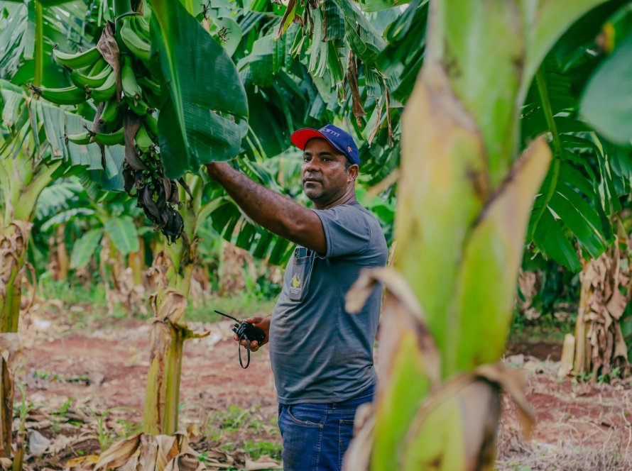 Produtor de bananas melhora gestão e aumenta produtividade com apoio do Senar-MT