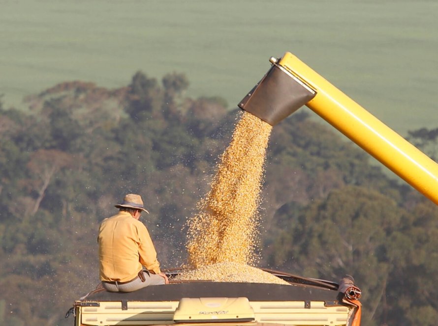 1ª safra de milho pode ter resultado histórico no Paraná; 2ª safra tem chance de recorde