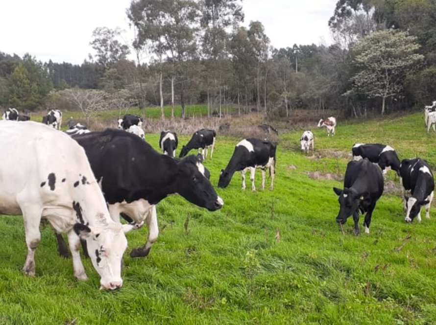 Criadores de gado leiteiro estão apreensivos com calor excessivo e falta de chuva