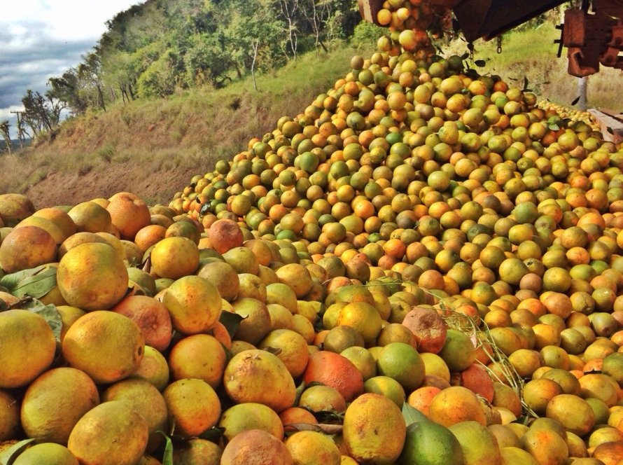 Fundecitrus: Terceira reestimativa da safra de laranja 2024/25 do cinturão citrícola de SP e MG prevê produção de 228,52 milhões de caixas