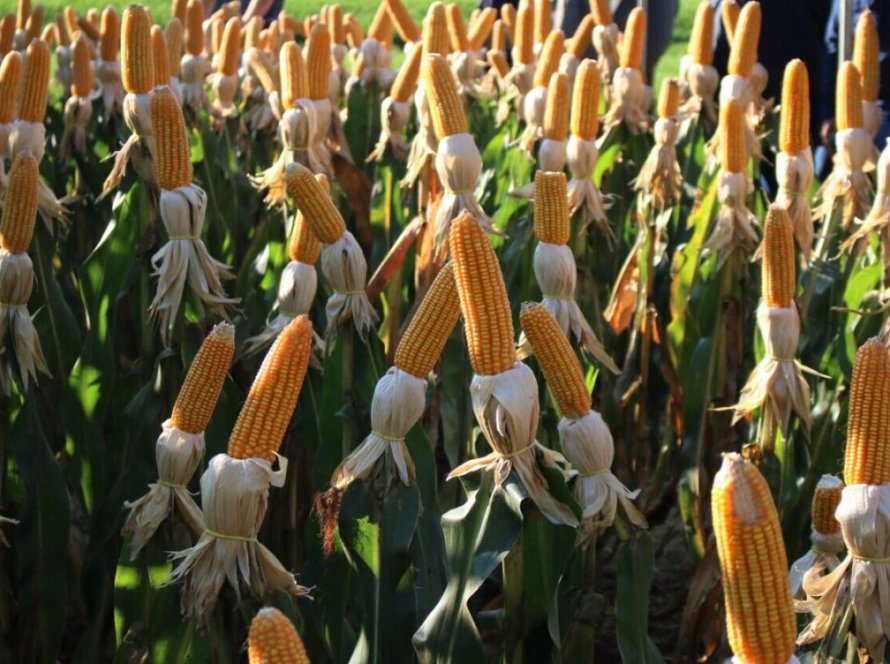 Produtores focam em atividades de campo enquanto os preços do milho continuam em alta