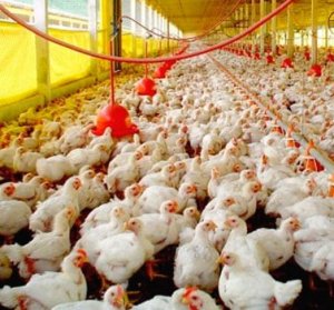 Exportações de carne de frango crescem 17,9% em fevereiro