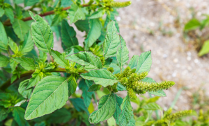 Agrodefesa intensifica ações para evitar a entrada da praga Amaranthus palmeri em Goiás