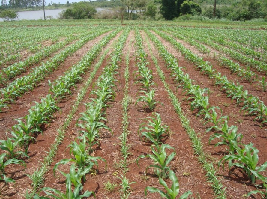 Cobertura do solo após colheita da soja garante maior produtividade, aponta engenheiro agrônomo