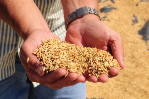 Colheita do arroz avança no Rio Grande do Sul refletindo atraso no plantio e apresentando problemas de qualidade