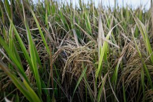 Com clima favorável na lavoura, colheita da safra de arroz está adiantada em SC