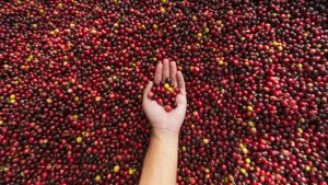 Exportações de café superam US$ 13 bilhões em 12 meses