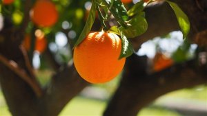 Laranja: qualidade da fruta impacta preços e exportações