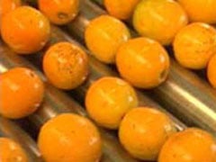 Preços mínimos para safra 2025/26 de café, laranja, sisal e trigo são atualizados