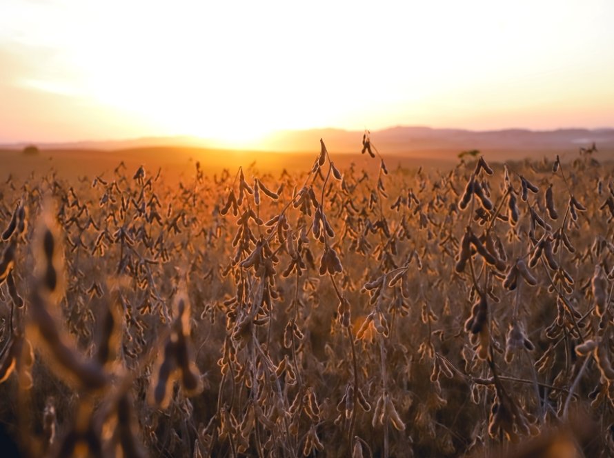Produção de soja em Santa Catarina cresceu 93% nos últimos doze anos