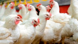 Abertura de mercado chinês para miúdos de frango, carne de pato e carne de peru amplia pauta de exportação com principal parceiro da proteína animal do Brasil