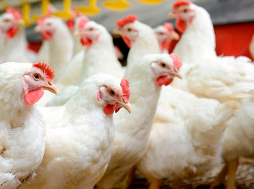 Abertura de mercado chinês para miúdos de frango, carne de pato e carne de peru amplia pauta de exportação com principal parceiro da proteína animal do Brasil