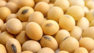 Apesar de prêmios mais altos, Brasil encerra semana negociando 1/3 do volume normal de soja para o período