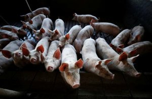Arrecadação com exportações de carne suína até a 3ª semana de maio chega a 69% do total da receita de maio/24