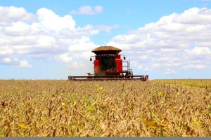 Avanço da colheita pressiona cotações da soja no Brasil e Argentina