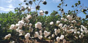 Bayer reforça compromisso com agricultores familiares e transfere tecnologia para fortalecer produção de algodão no norte de MG
