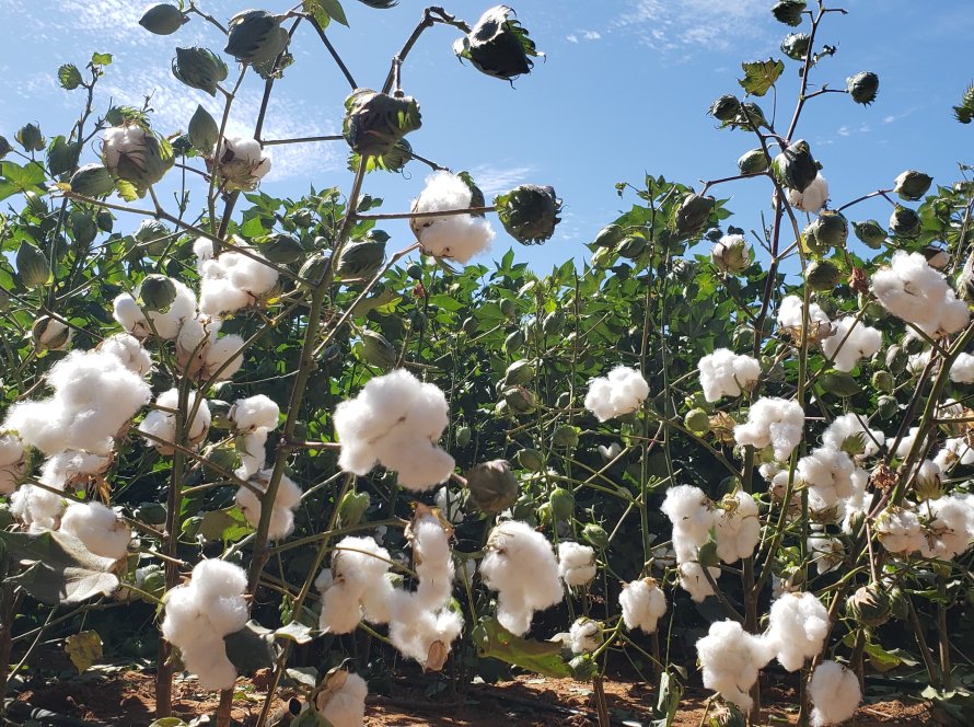Bayer reforça compromisso com agricultores familiares e transfere tecnologia para fortalecer produção de algodão no norte de MG