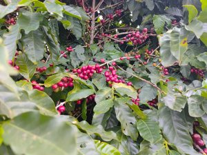 Café: Importações, exportações e produção; confira análises da Hedgepoint