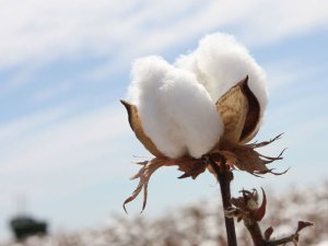 Capacitação intensiva forma novos inspetores para atuar em usinas de beneficiamento de algodão de Minas Gerais