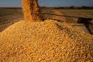 Clima favorável e avanço da colheita pressionam preços do milho
