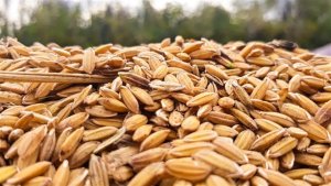 Com estoque alto e exportações em queda, arroz enfrenta risco de nova desvalorização